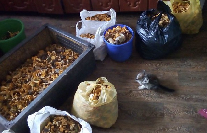 Грибной рекорд в Светлогорске: местный житель собрал 100 килограммов лисичек и боровиков