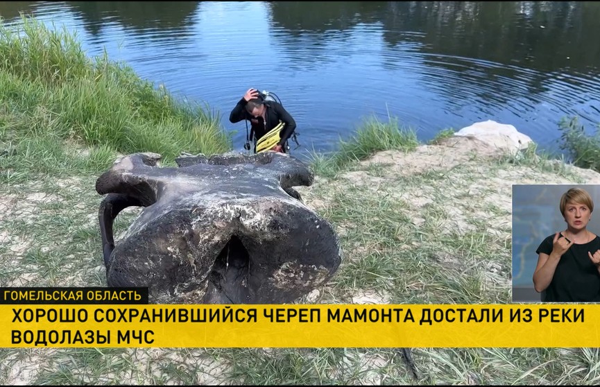 Сотрудники Гомельского МЧС нашли в реке Беседь Ветковского района останки мамонта