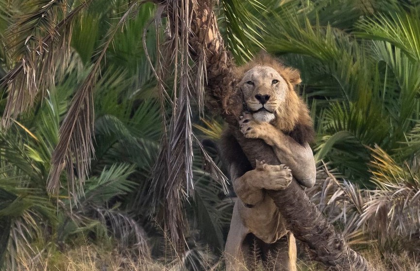 Ласковый и нежный зверь: фотограф сделал снимок льва, который обнимает дерево и напоминает милого котенка