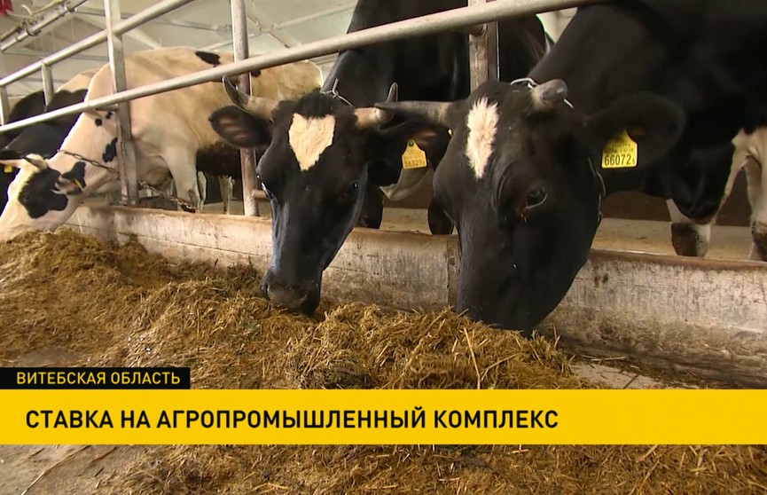 Убыточные сельхозпредприятия, которым протянули руку, становятся прибыльными в Беларуси