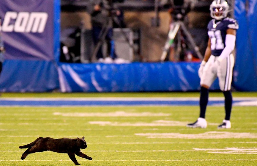 Чёрный кот остановил футбольный матч в США и стал звездой интернета