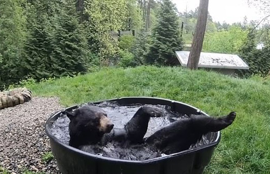 Медведь пристрастился к купанию в ванной в зоопарке