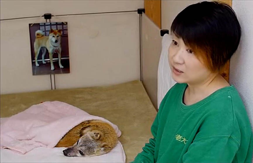 Дома престарелых для животных открыли в Японии (Видео)