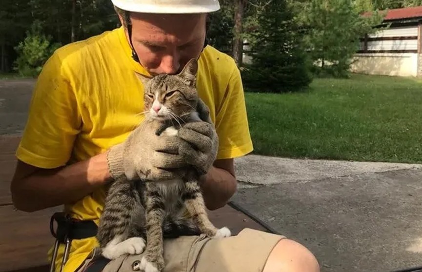 Зоозащитник спас кота, который больше недели просидел на сосне. Для этого волонтер проехал 150 км