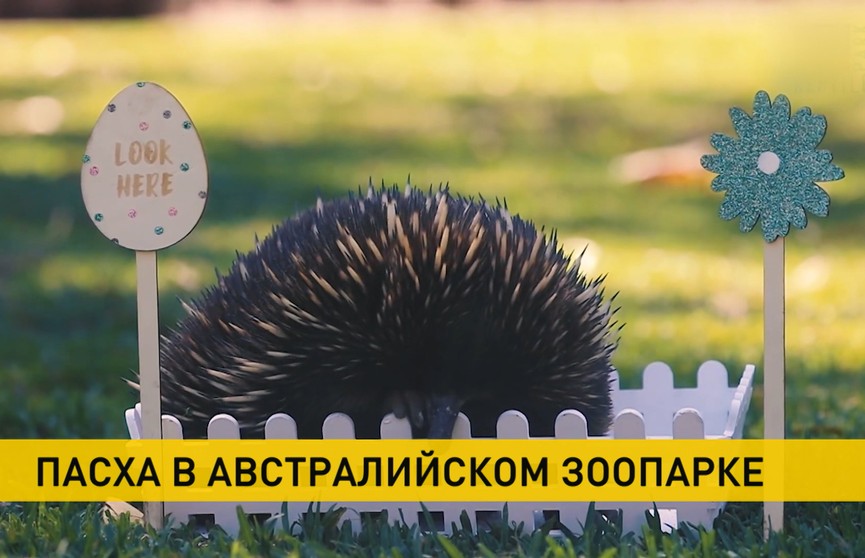 Работники австралийского зоопарка устроили праздник для животных в честь Пасхи