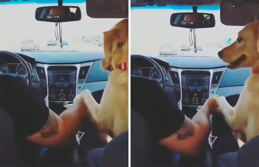 «Держи меня»: пес взял хозяину за руку, чтобы не бояться поездки на авто, и рассмешил Сеть