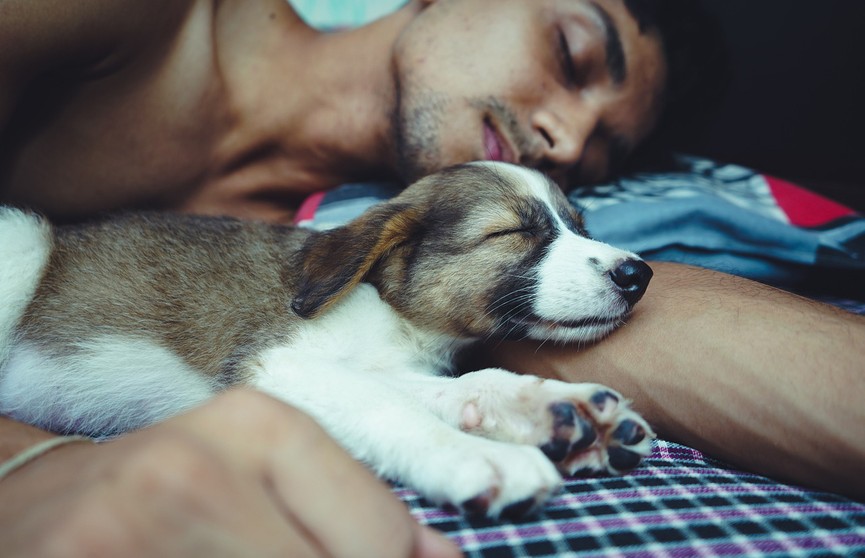 Ученые рассказали, полезно ли спать с домашними животными