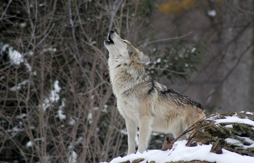 В Мозырском районе егерь спас жителей деревни от агрессивного волка
