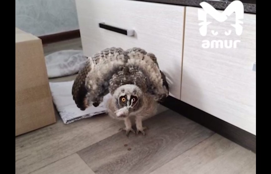 В Амурской области спасли совенка, потерявшего маму во время лесного пожара (ВИДЕО)