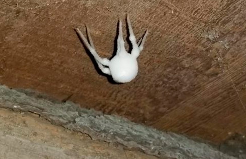 Интернет-сообщество взбудоражил снимок необычного белого паука