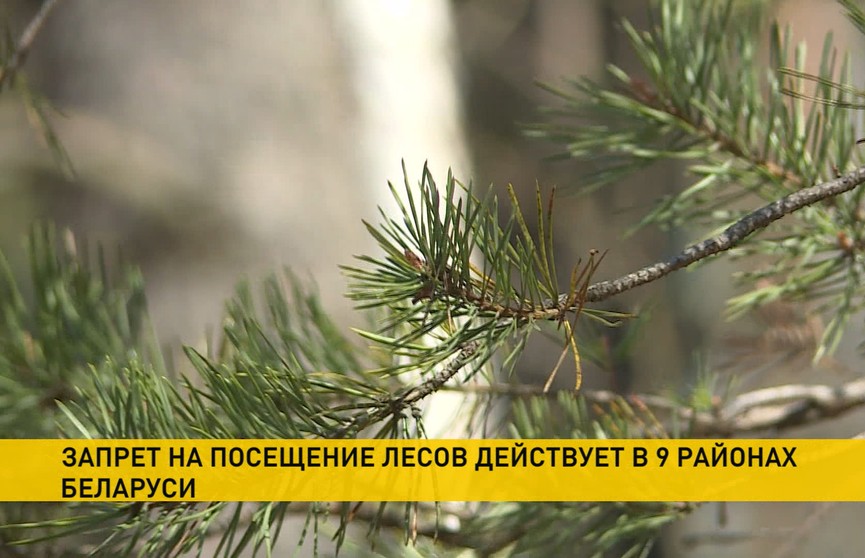 Запреты и ограничения на посещение лесов сохраняются в Гомельской области