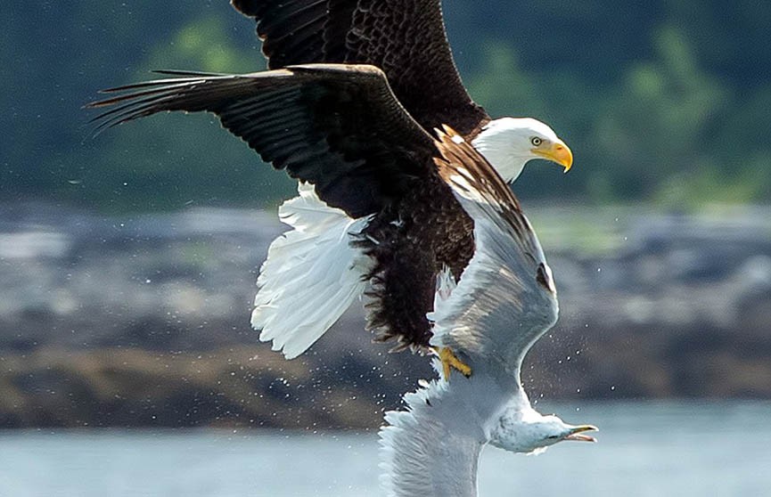 ​Редкое фото: белоголовый орлан поймал чайку вместо селёдки на Аляске