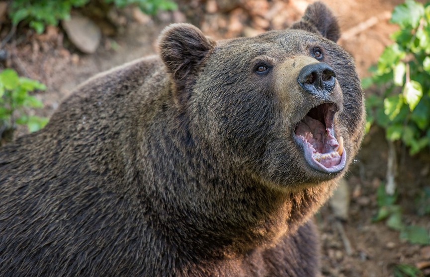 Медведица с медвежонком застряли в машине в США
