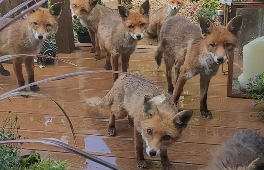 Шотландку 25 лет ежедневно навещает семейство лис