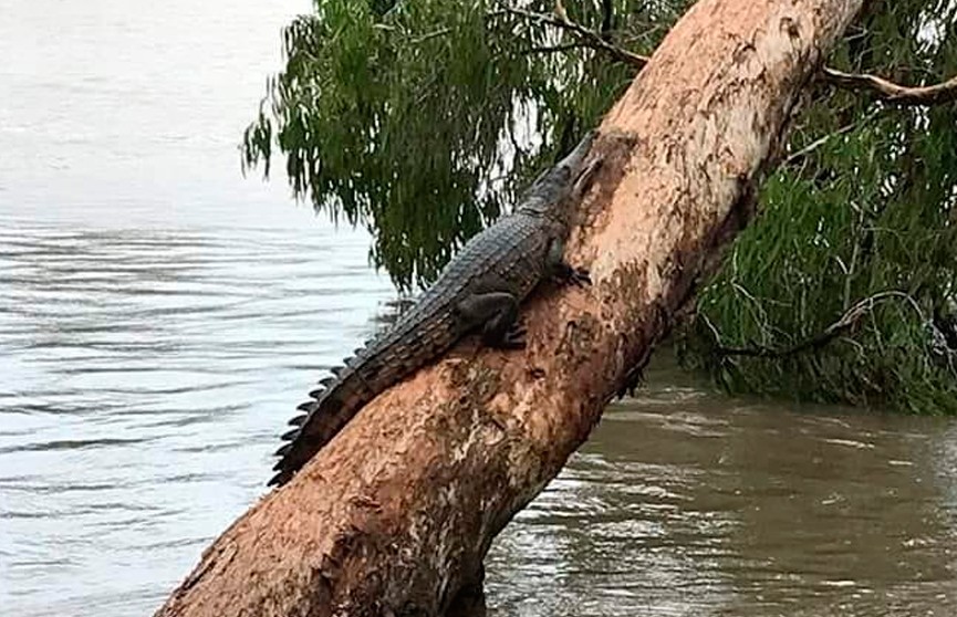 Крокодилы плавают по улицам: в Австралии людей эвакуируют из охваченных наводнением районов