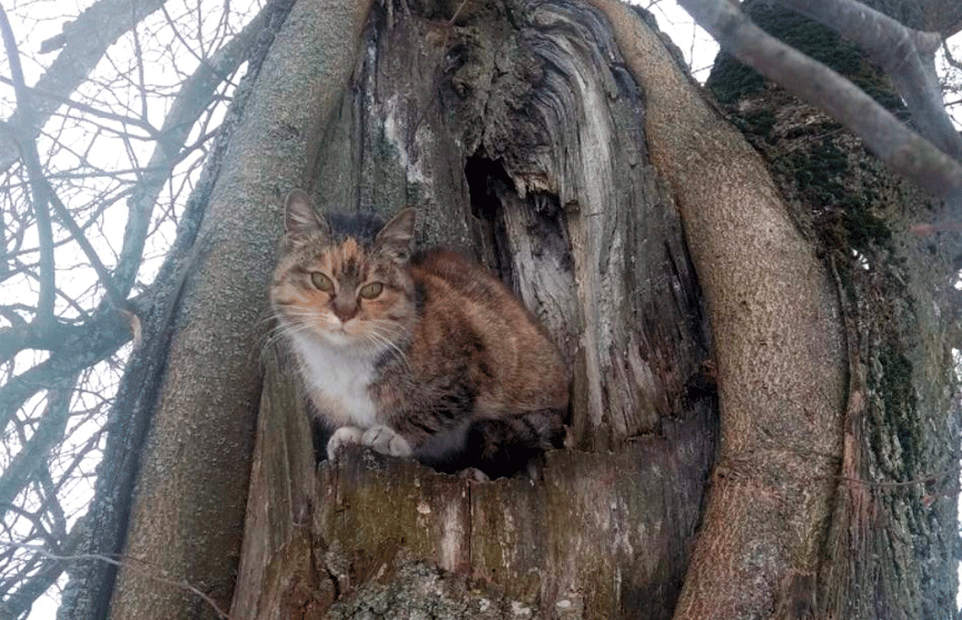 В Щучинском районе кошка Мурка предупредила хозяина о пожаре и спасла ему жизнь