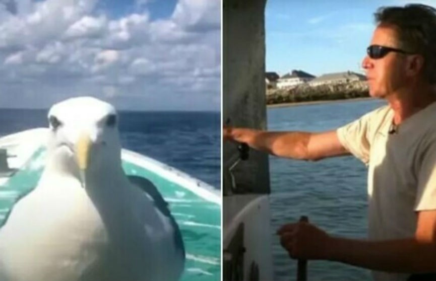 Американский рыбак спас чайку, которая 15 лет прилетала к нему и следила, как он рыбачит