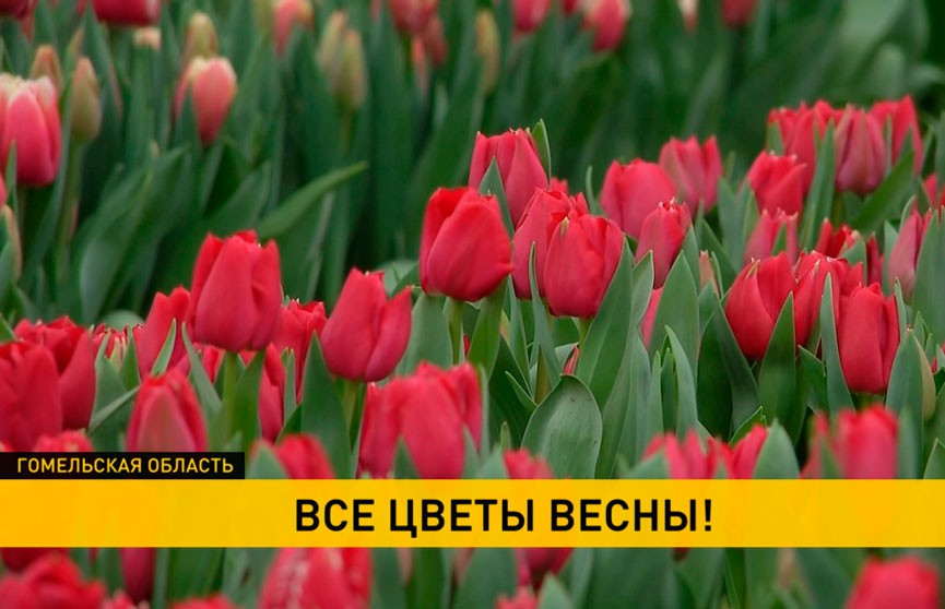 50 тыс. тюльпанов вырастил Гомельский лесхоз к 8 Марта