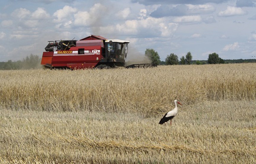 На белорусских полях убрано почти 5 миллионов тон зерна