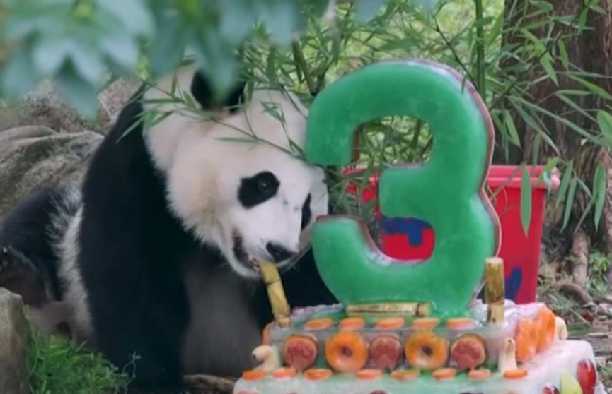 ​Трогательное видео: панда получила в день рождения ледяной торт в американском зоопарке