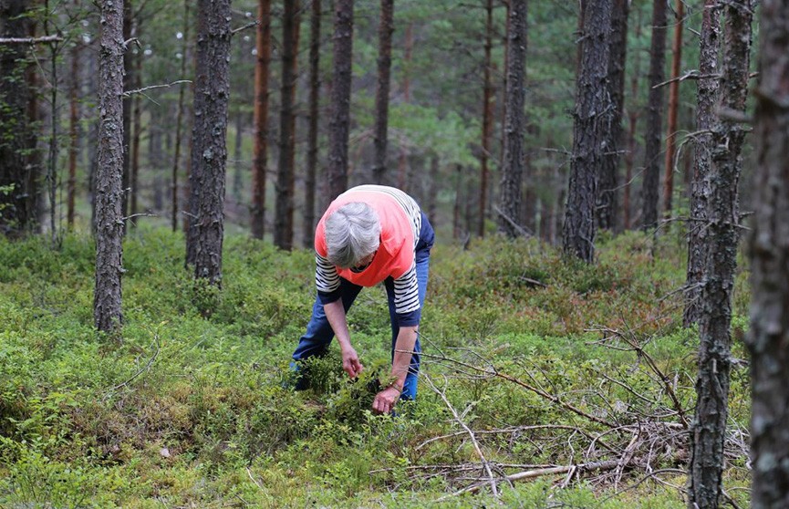 Пенсионерка пошла в лес собирать ягоды и умерла в Барановичском районе