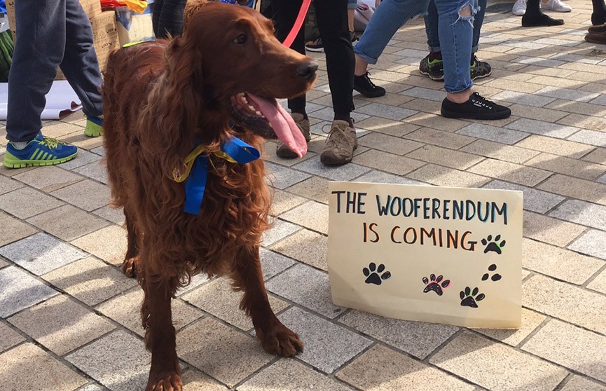 Собачья акция протеста против Brexit прошла в Лондоне