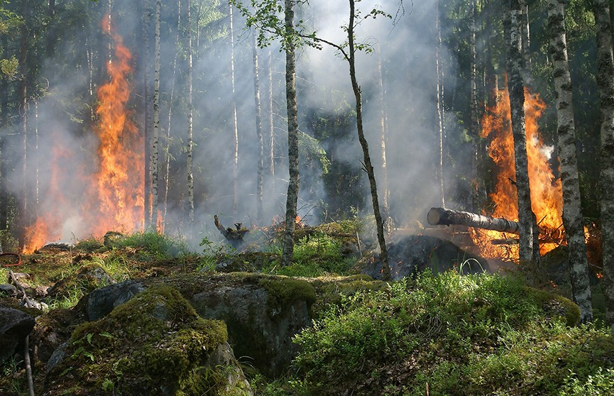 МЧС Беларуси: за сутки в Беларуси ликвидированы четыре лесных пожара