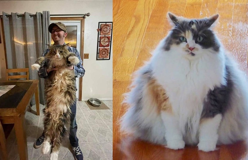 «Не котики, а бегемотики!»: 10 фотографий огромных котов, которые удивят вас своими размерами