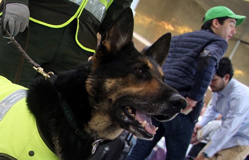 ​Наркобарон из Колумбии предложил 70 тыс. долларов тому, кто уничтожит полицейскую собаку