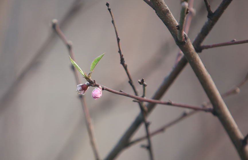 Зима по-белорусски: в Гомельской области посреди января зацвели персики