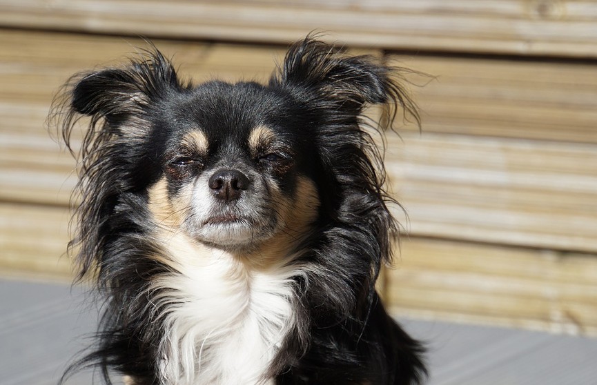 Дрессировщик из США научила собак распознавать рак по запаху