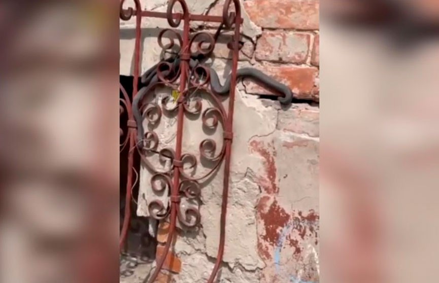 В Украине жилой дом «оккупировали» змеи (ВИДЕО)