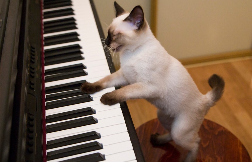 Кота попросили спеть – он исполнил короткую песню и впечатлил интернет! Послушайте, вашему питомцу понравится!