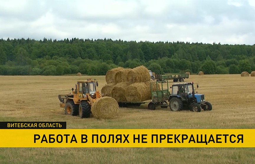 Как в Витебской области собирают урожай и готовятся к «Дожинкам»