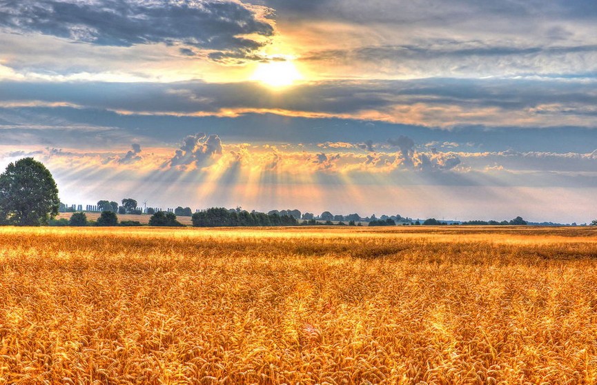 МЧС удалось спасти от огня поле пшеницы в Минском районе