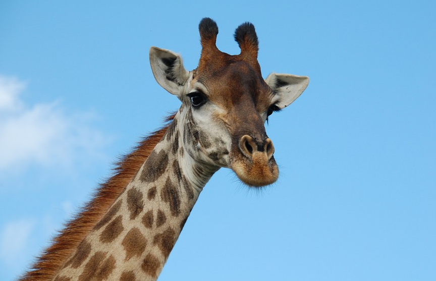 Турист серьезно пострадал в аварии с участием жирафа в ЮАР