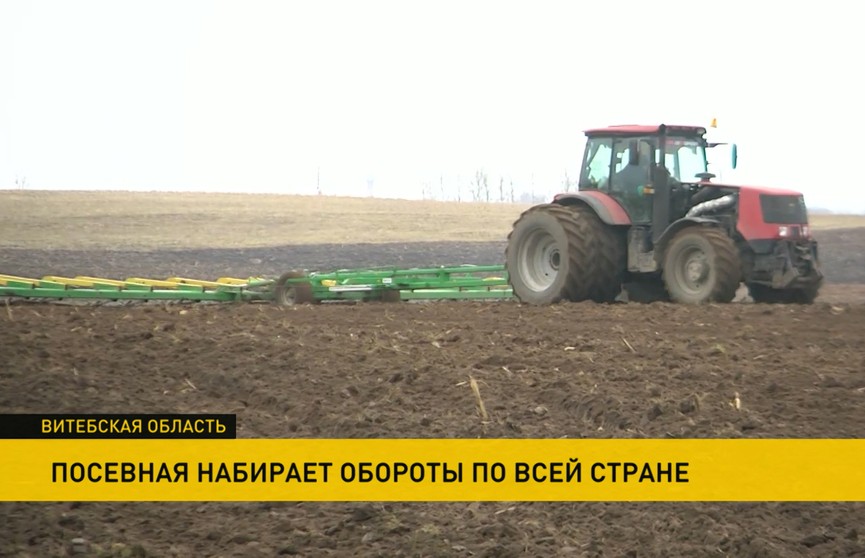 Посевная началась в трёх районах Витебской области: помимо зерна, ставку делают на кукурузу и горох