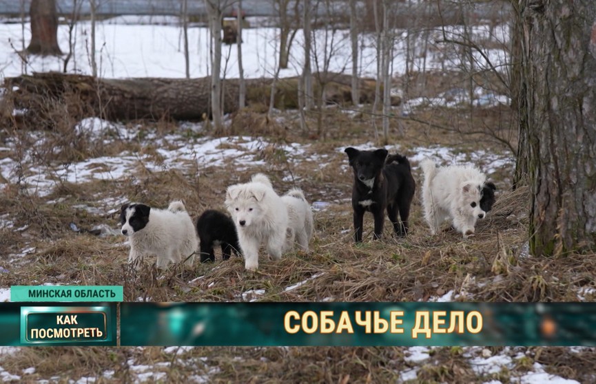 В Борисове собаки «угнали» машину. Узнали, как такое возможно и чем закончилась история