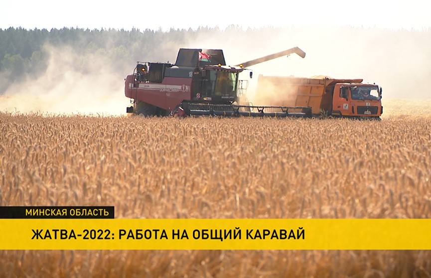 Белорусские аграрии продолжают трудиться в полях. Рассказываем, кто лидирует по намолотам и что помогает собирать богатый урожай