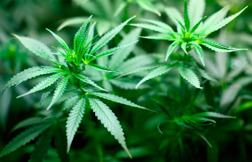 Наркоконтроль выявил лабораторию по выращиванию марихуаны в Столбцовском районе