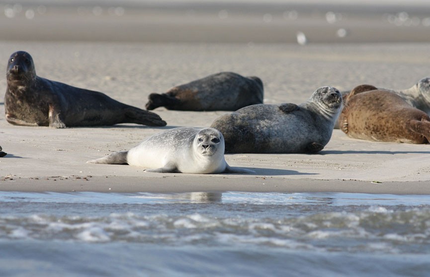 Каспийские тюлени находятся на грани исчезновения