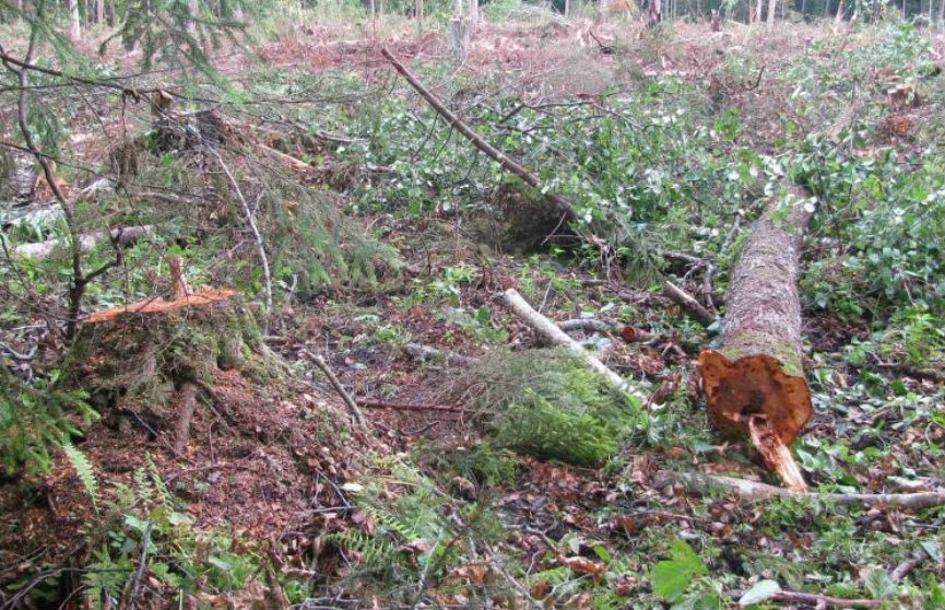 В Лиозненском районе во время валки леса погиб лесоруб