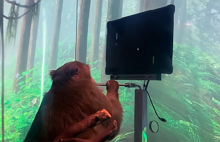 Стартап Илона Маска показал обезьяну, играющую «силой мысли» в видеоигры