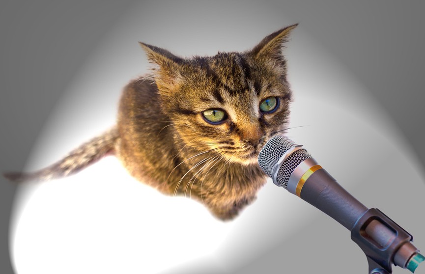 Кот спел в микрофон, дал фору Витасу и восхитил соцсети. Послушайте, какой голос! (ВИДЕО)