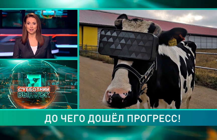 Коровам на подмосковной ферме выдали очки виртуальной реальности