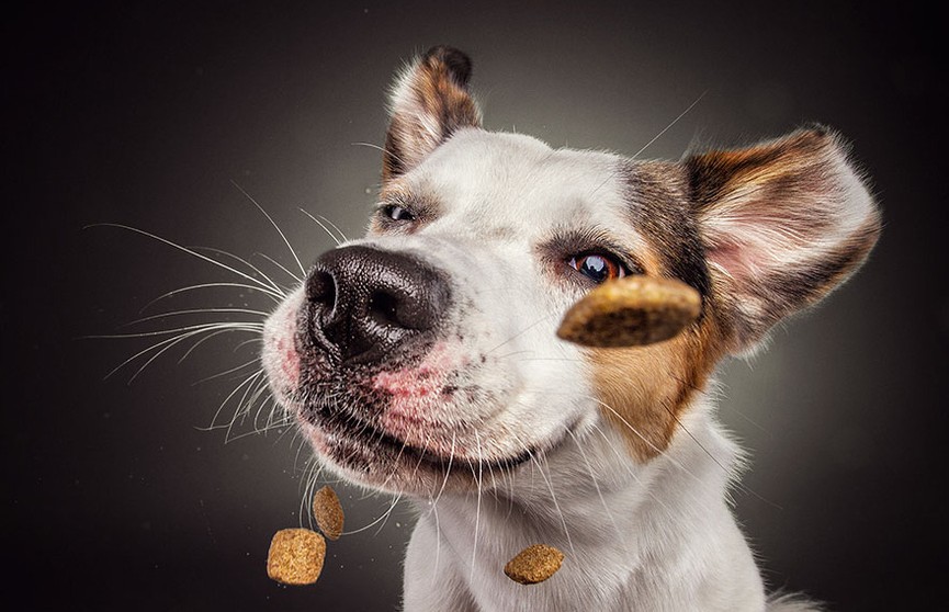 Фотограф поймал потрясающие «выражения лиц»  у собак в тот момент, когда они хватают лакомства
