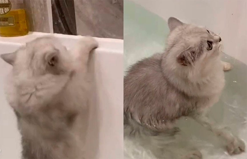 «Помоги, хозяйка!»: видео упавшего в воду неуклюжего котенка рассмешило соцсети
