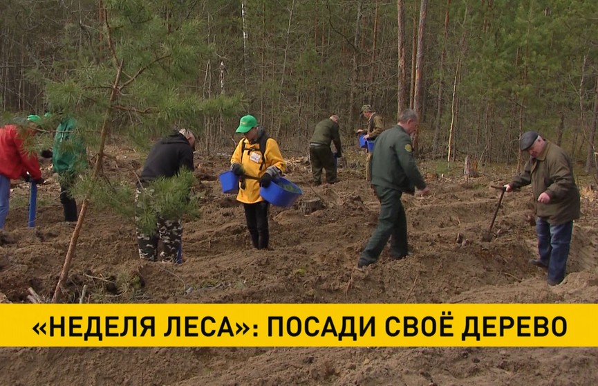 Один миллион деревьев планирует посадить Белорусское экологическое движение