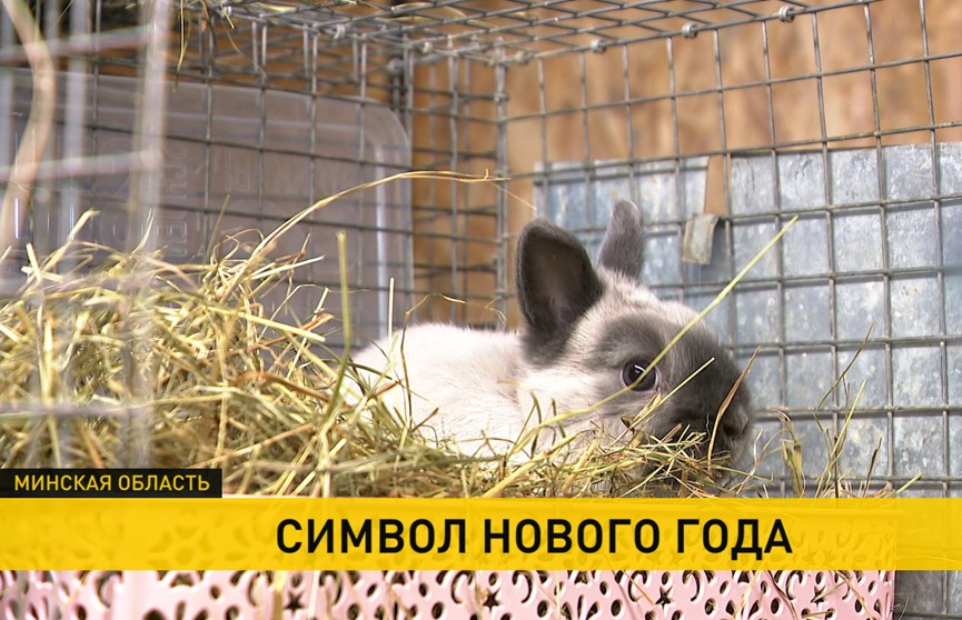 Настоящие кролики – звезды телеэкранов! Репортаж ОНТ о символе предстоящего года