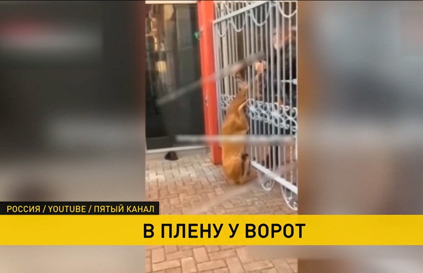 В Казани любопытный олень застрял в воротах